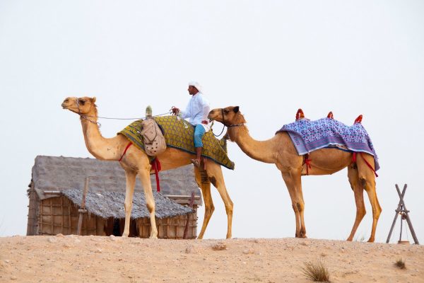 Adventure Desert Safari Tour